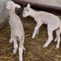 Agnelli maschi lacauni