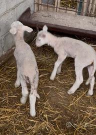 Agnelli maschi lacauni