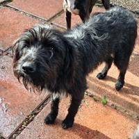 PRINCE cucciolone adorabile