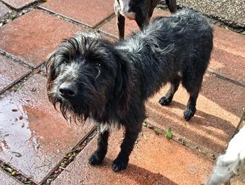 PRINCE cucciolone adorabile