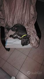 Cagnolina di bulldog francese