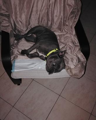 Cagnolina di bulldog francese