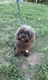 Barboncina Toy STERILIZZATA cagnolina STUPENDA