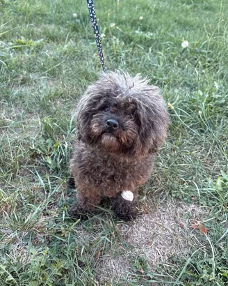 Barboncina Toy STERILIZZATA cagnolina STUPENDA