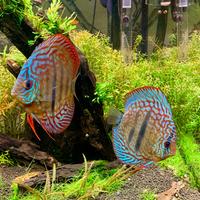 Coppia Discus Heckel Cross