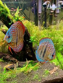 Coppia Discus Heckel Cross