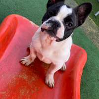Bulldog francese
