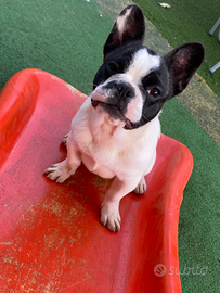 Bulldog francese