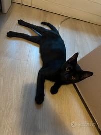 Gattino nero maschietto
