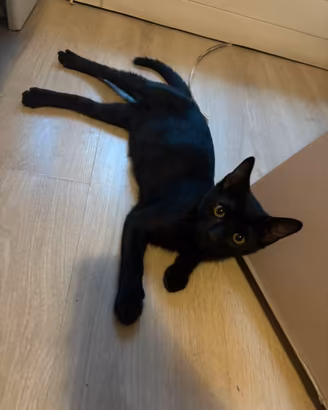 Gattino nero maschietto