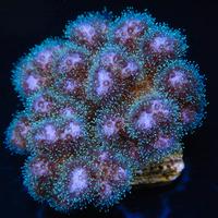 Pocillopora damicornis rosa