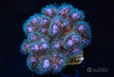 Pocillopora damicornis rosa