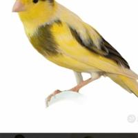 Canarine femmine