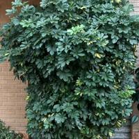 PIANTA ORNAMENTALE SCHEFFLERA