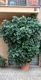 PIANTA ORNAMENTALE SCHEFFLERA