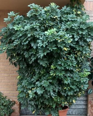 PIANTA ORNAMENTALE SCHEFFLERA