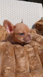 Cucciolo bulldog francese esotico