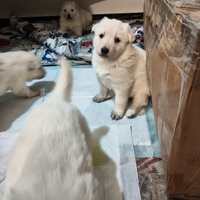 Cuccioli di pastore svizzero