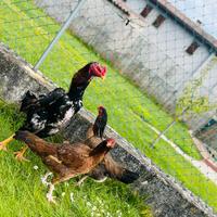 Disponibile Shamo e galline aseel trio