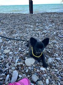 Chihuahua a pelo lungo NERO CHOKO con pedigree