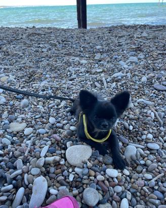 Chihuahua a pelo lungo NERO CHOKO con pedigree