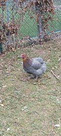 Olive Egger