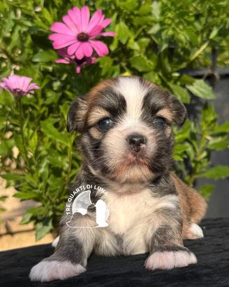 Maltipoo Barboncino Lhasa Apso - Tre Quarti di Lun