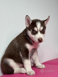 Cuccioli siberian husky