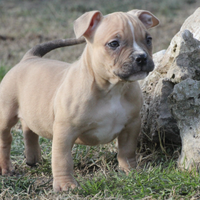 Cuccioli American Bully, Amstaff, bulldog