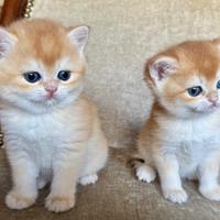 British Shorthair Femmina. Scottish straight