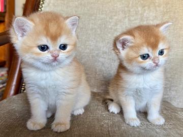 British Shorthair Femmina. Scottish straight