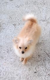 Cucciolo volpino di pomerania