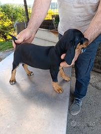 Cuccioli di segugio