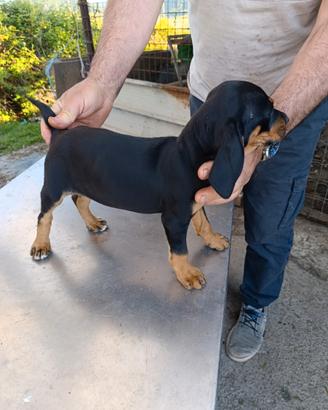Cuccioli di segugio