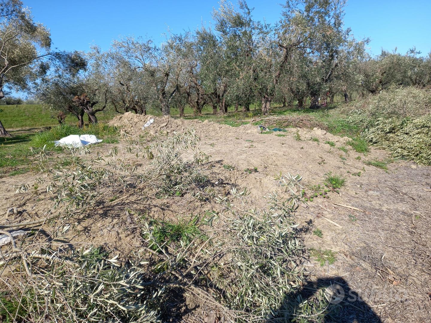 Oliveto 44 olivi trentennali - Vista 4