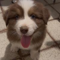 Cuccioli pastore australiano