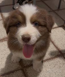 Cuccioli pastore australiano