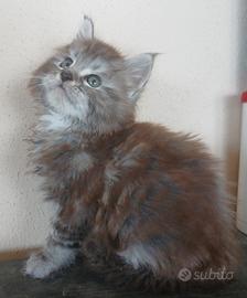 Cucciolo di Maine Coon