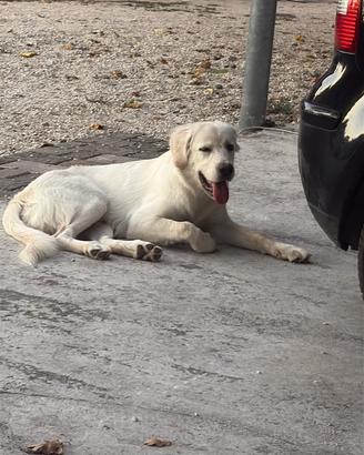 Cucciolotto di sei mesi