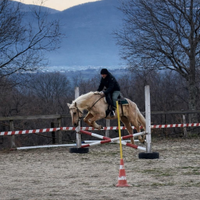Cavalla Quarter palomina
