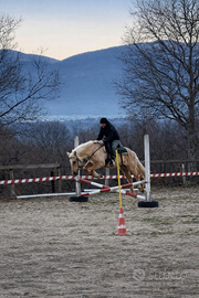 Cavalla Quarter palomina