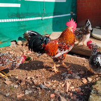 Galline Amburgo millefiori nane ottime da uova