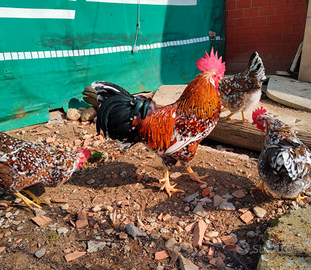 Galline Amburgo millefiori nane ottime da uova