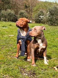 American Pitbull terrier (APBT)