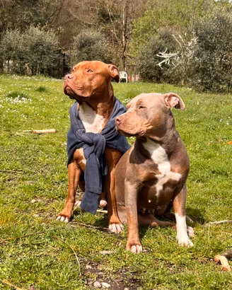 American Pitbull terrier (APBT)
