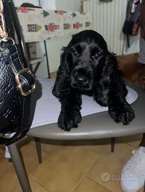 Cucciolo cocker spaniel