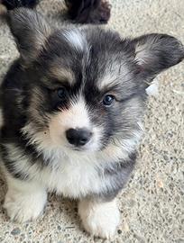 Cucciolo Welsh Corgi Pembroke