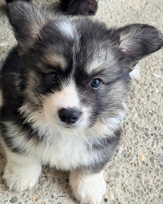 Cucciolo Welsh Corgi Pembroke