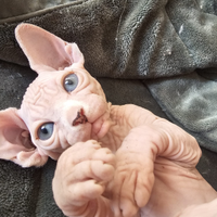Vendita gatti sphinx