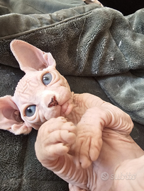 Vendita gatti sphinx
